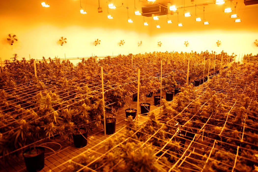 Las Vegas marijuana dispensaries take part in Black Friday | Las Vegas