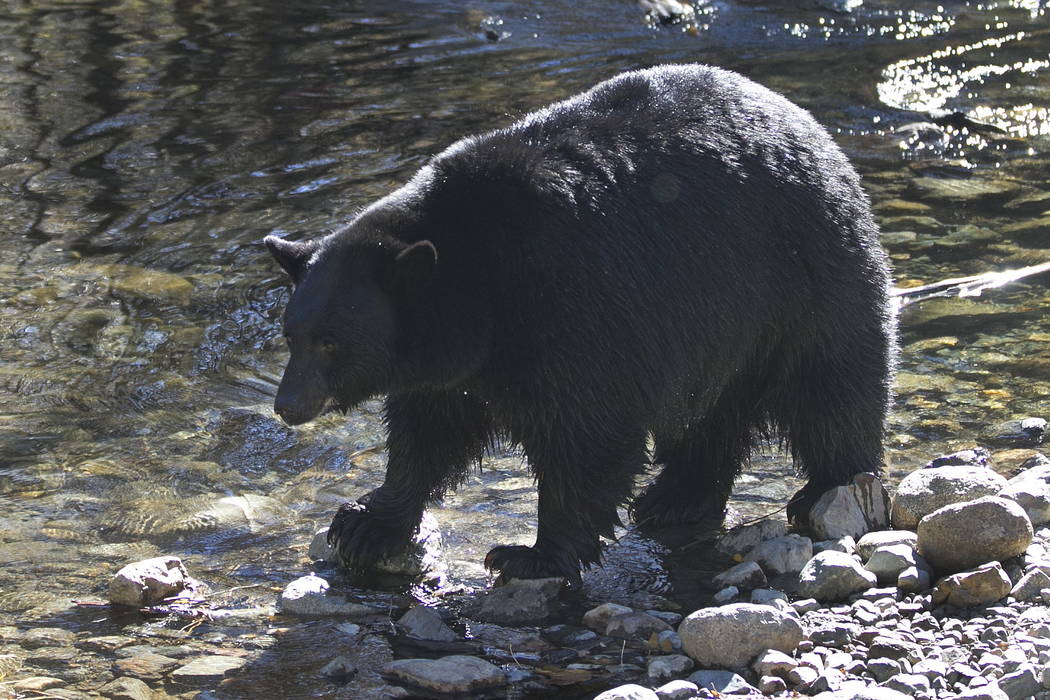 A black bear searches for Kokanee salmon as it walks along Taylor Creek in South Lake Tahoe, Calif., in October. (AP Photo/Rich Pedroncelli, File)