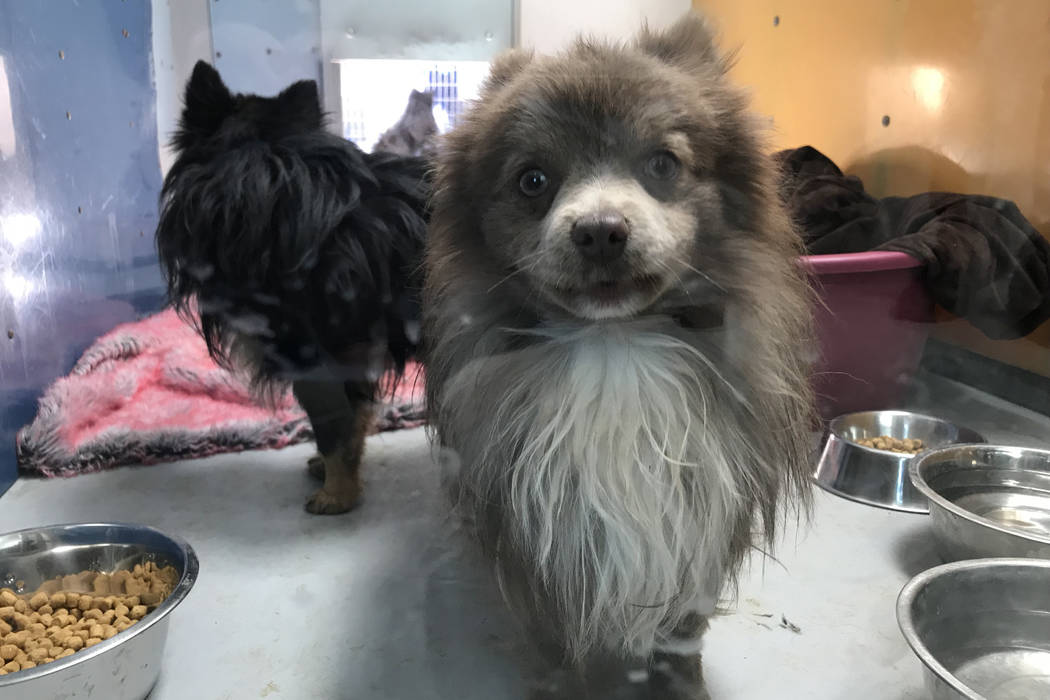 The Animal Foundation in Las Vegas is holding 164 Pomeranians that were found in the back of the truck in Sandy Valley, Thursday, Nov. 30, 2017. (Elaine Wilson Las Vegas Review-Jo ...