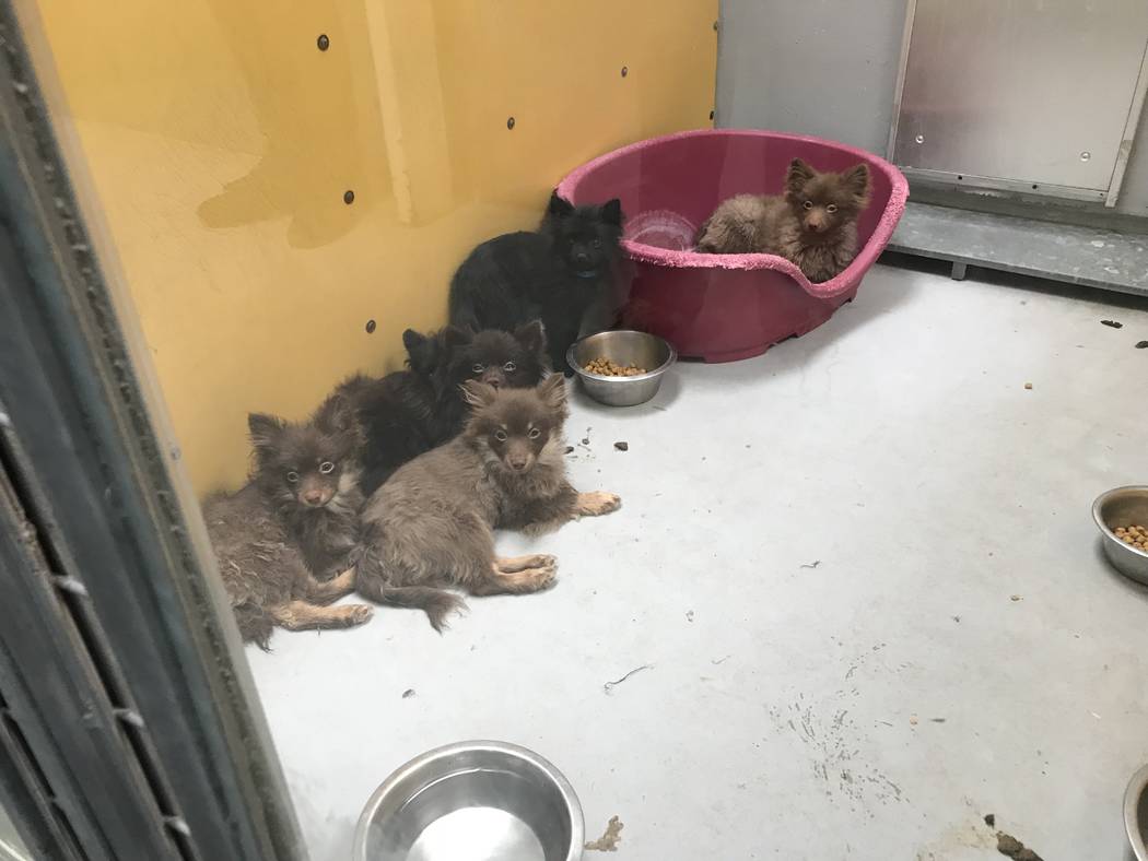 The Animal Foundation in Las Vegas is holding 164 Pomeranians that were found in the back of the truck in Sandy Valley, Thursday, Nov. 30, 2017. (Elaine Wilson Las Vegas Review-Jo ...