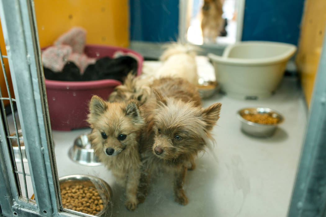 Pomeranians are sheltered at The Animal Foundation in Las Vegas, after being confiscated from an abandoned U-Haul in Clark County, Thursday, Nov. 30, 2017. Joel Angel Juarez Las Vegas Review-Journ ...