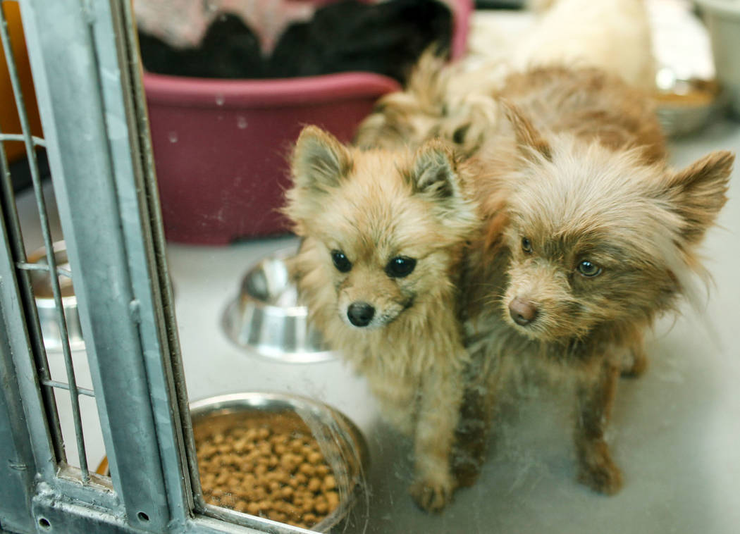 Pomeranians are sheltered at The Animal Foundation in Las Vegas, after being confiscated from an abandoned U-Haul in Clark County, Thursday, Nov. 30, 2017. Joel Angel Juarez Las Vegas Review-Journ ...