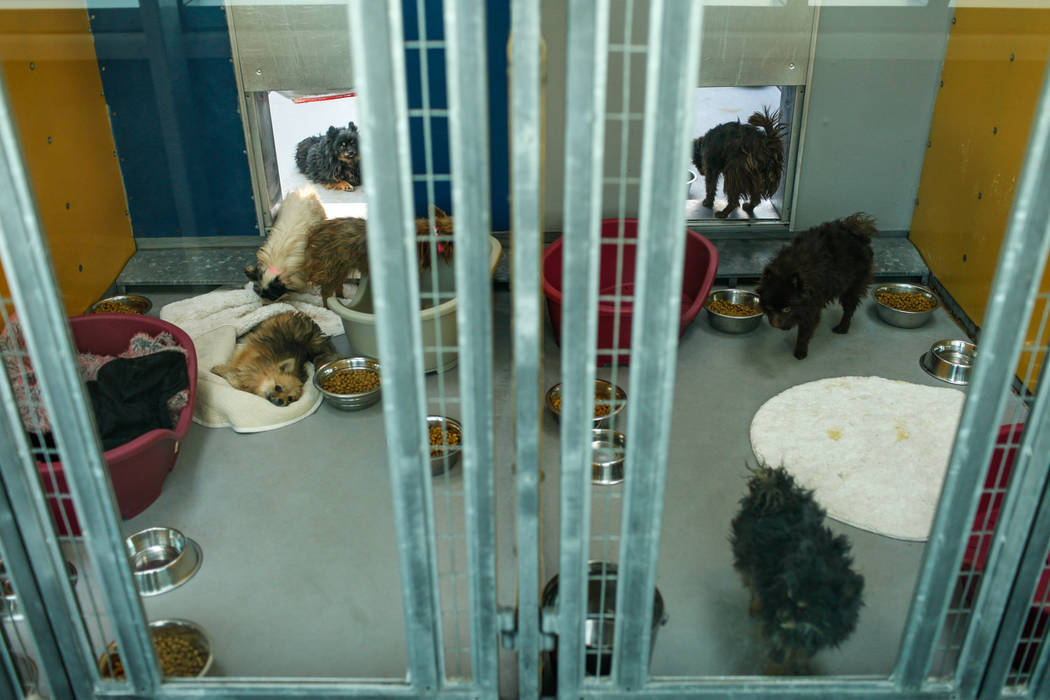 Pomeranians are sheltered at The Animal Foundation in Las Vegas, after being confiscated from an abandoned U-Haul in Clark County, Thursday, Nov. 30, 2017. Joel Angel Juarez Las Vegas Review-Journ ...