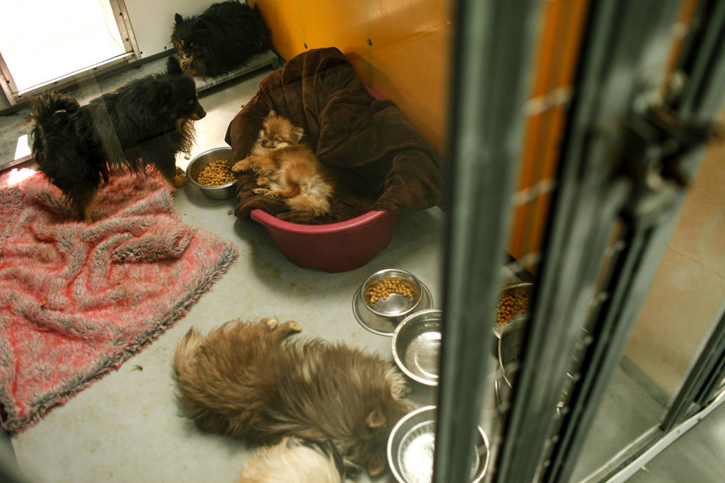 Pomeranians are sheltered at The Animal Foundation in Las Vegas, after being confiscated from an abandoned U-Haul in Clark County, Thursday, Nov. 30, 2017. Joel Angel Juarez Las Vegas Review-Journ ...