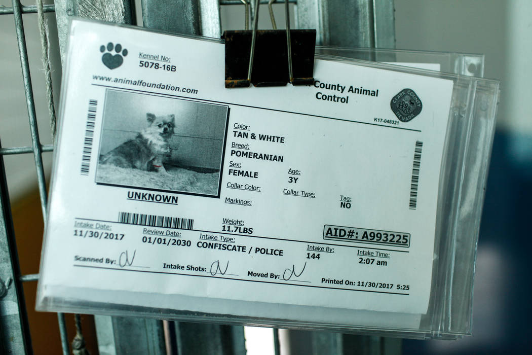 Pomeranians are sheltered at The Animal Foundation in Las Vegas, after being confiscated from an abandoned U-Haul in Clark County, Thursday, Nov. 30, 2017. Joel Angel Juarez Las Vegas Review-Journ ...