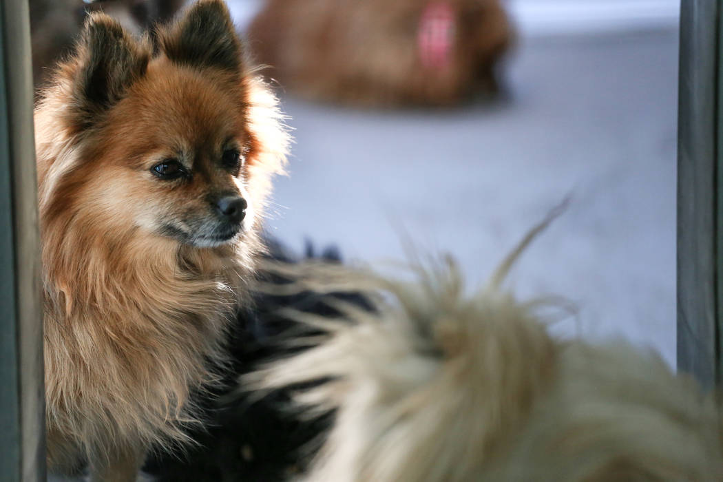 Pomeranians are sheltered at The Animal Foundation in Las Vegas, after being confiscated from an abandoned U-Haul in Clark County, Thursday, Nov. 30, 2017. Joel Angel Juarez Las Vegas Review-Journ ...