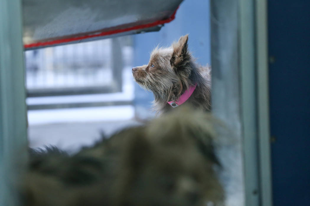 Pomeranians are sheltered at The Animal Foundation in Las Vegas, after being confiscated from an abandoned U-Haul in Clark County, Thursday, Nov. 30, 2017. Joel Angel Juarez Las Vegas Review-Journ ...