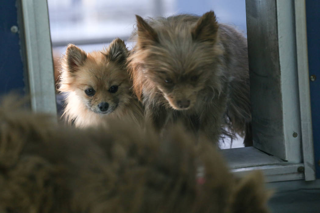 Pomeranians are sheltered at The Animal Foundation in Las Vegas, after being confiscated from an abandoned U-Haul in Clark County, Thursday, Nov. 30, 2017. Joel Angel Juarez Las Vegas Review-Journ ...