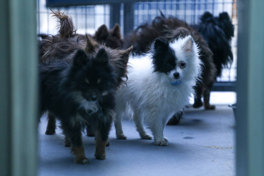 Pomeranians are sheltered at The Animal Foundation in Las Vegas, after being confiscated from an abandoned U-Haul in Clark County, Thursday, Nov. 30, 2017. Joel Angel Juarez Las Vegas Review-Journ ...