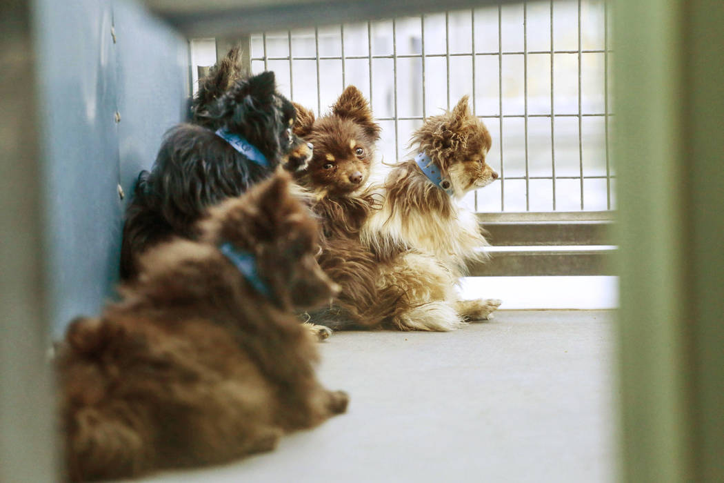 Pomeranians are sheltered at The Animal Foundation in Las Vegas, after being confiscated from an abandoned U-Haul in Clark County, Thursday, Nov. 30, 2017. Joel Angel Juarez Las Vegas Review-Journ ...