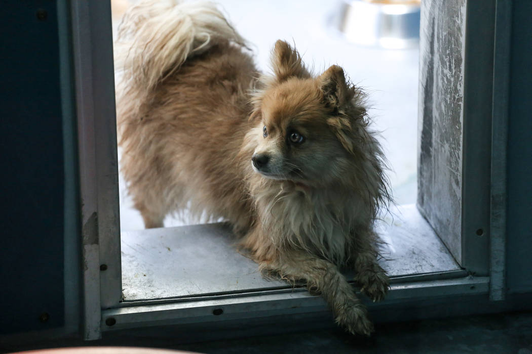 Pomeranians are sheltered at The Animal Foundation in Las Vegas, after being confiscated from an abandoned U-Haul in Clark County, Thursday, Nov. 30, 2017. Joel Angel Juarez Las Vegas Review-Journ ...
