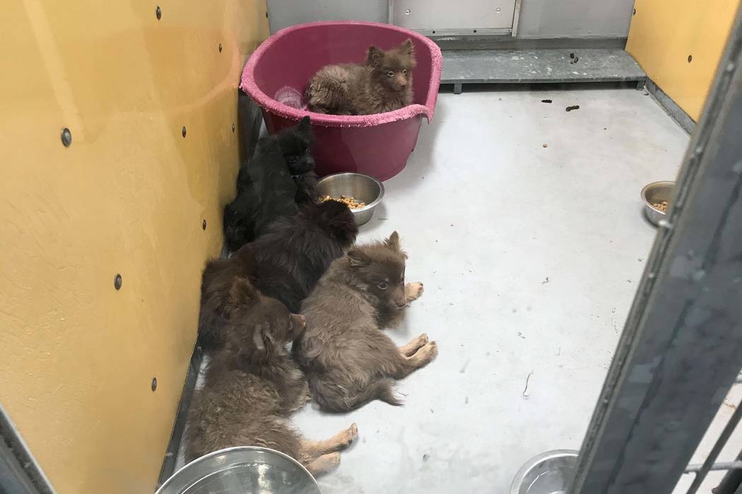 The Animal Foundation in Las Vegas is holding 164 Pomeranians that were found in the back of the truck in Sandy Valley, Thursday, Nov. 30, 2017. (Blake Apgar/Las Vegas Review-Journal)