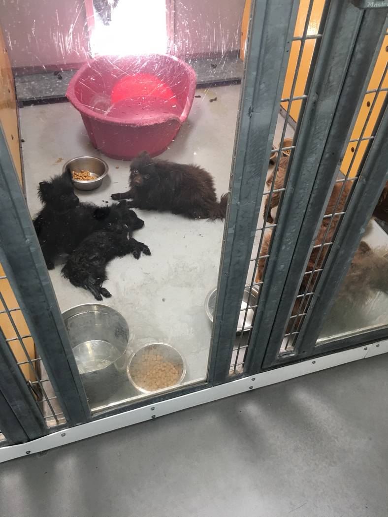 The Animal Foundation in Las Vegas is holding 164 Pomeranians that were found in the back of the truck in Sandy Valley, Thursday, Nov. 30, 2017. (Regan Tabor/Las Vegas Review-Journal)