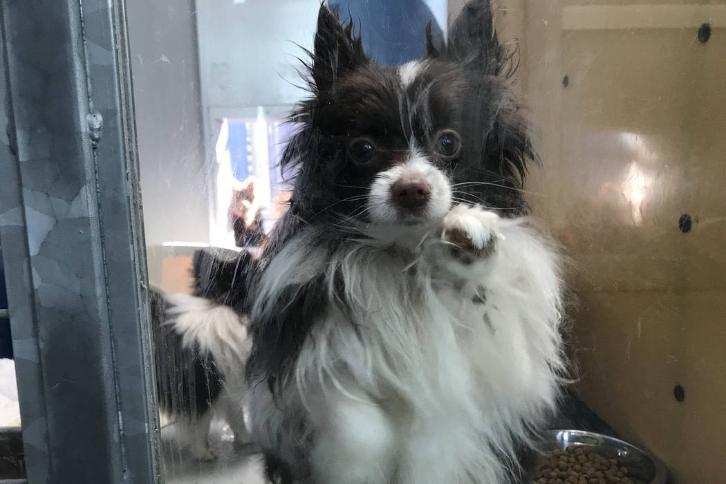 The Animal Foundation in Las Vegas is holding 164 Pomeranians that were found in the back of the truck in Sandy Valley, Thursday, Nov. 30, 2017. (Elaine Wilson Las Vegas Review-Jo ...