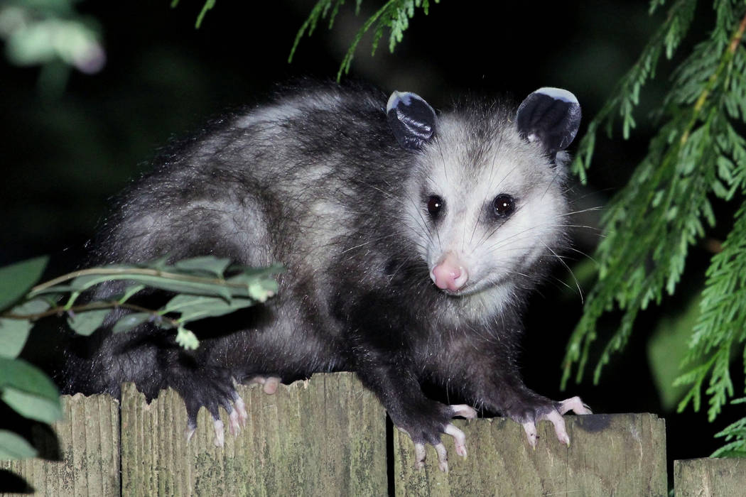 Opossum breaks into Florida liquor store and gets drunk Las Vegas