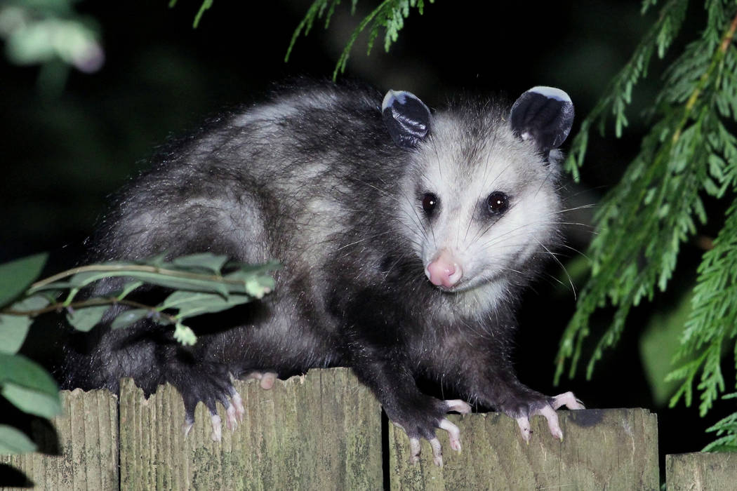 Opossum Exclusion & Removal Services In San Francisco Bay Area