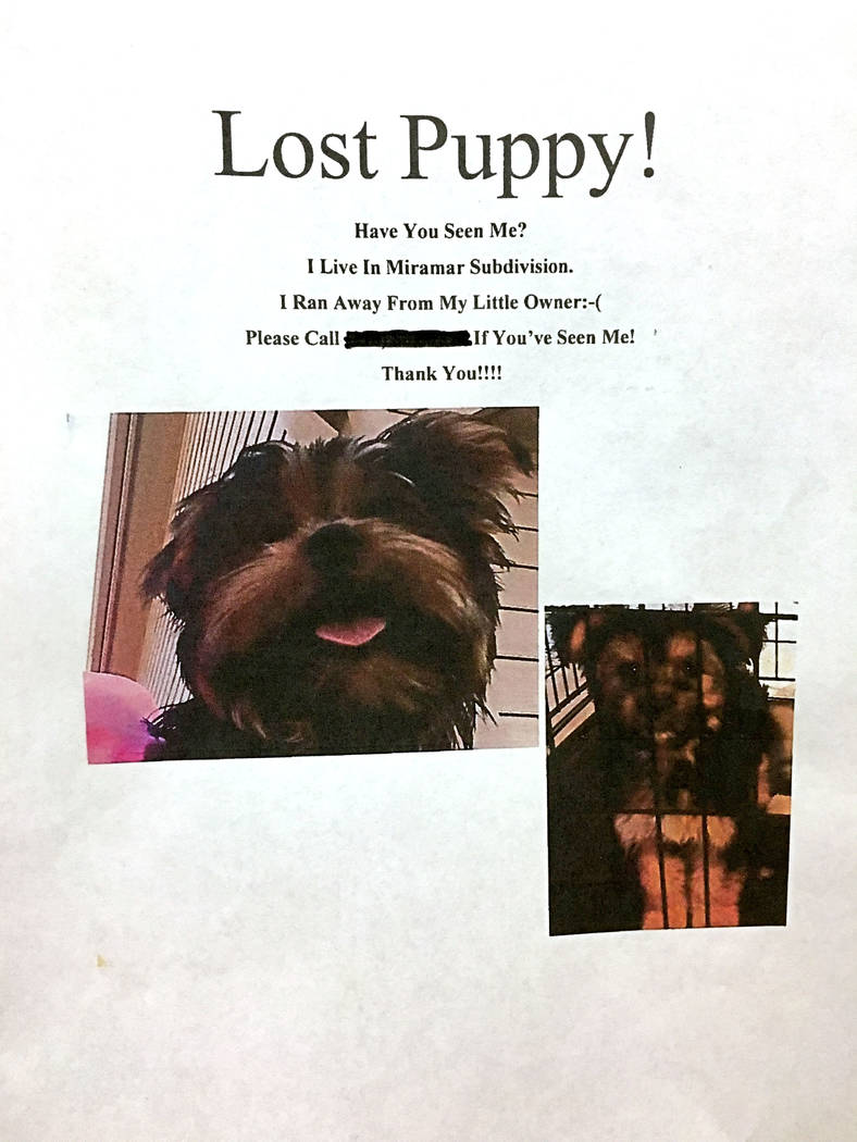 A lost puppy flyer from the Perry family.