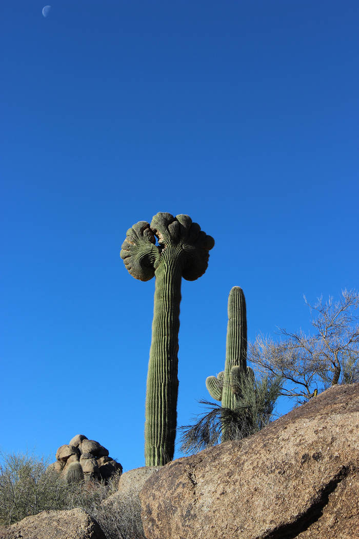 If you are extremely fortunate, you might even see a cristate, or crested, saguaro. Only 25 have been found among the 1.5 million saguaros of Saguaro National Park. This one is outside the park, j ...