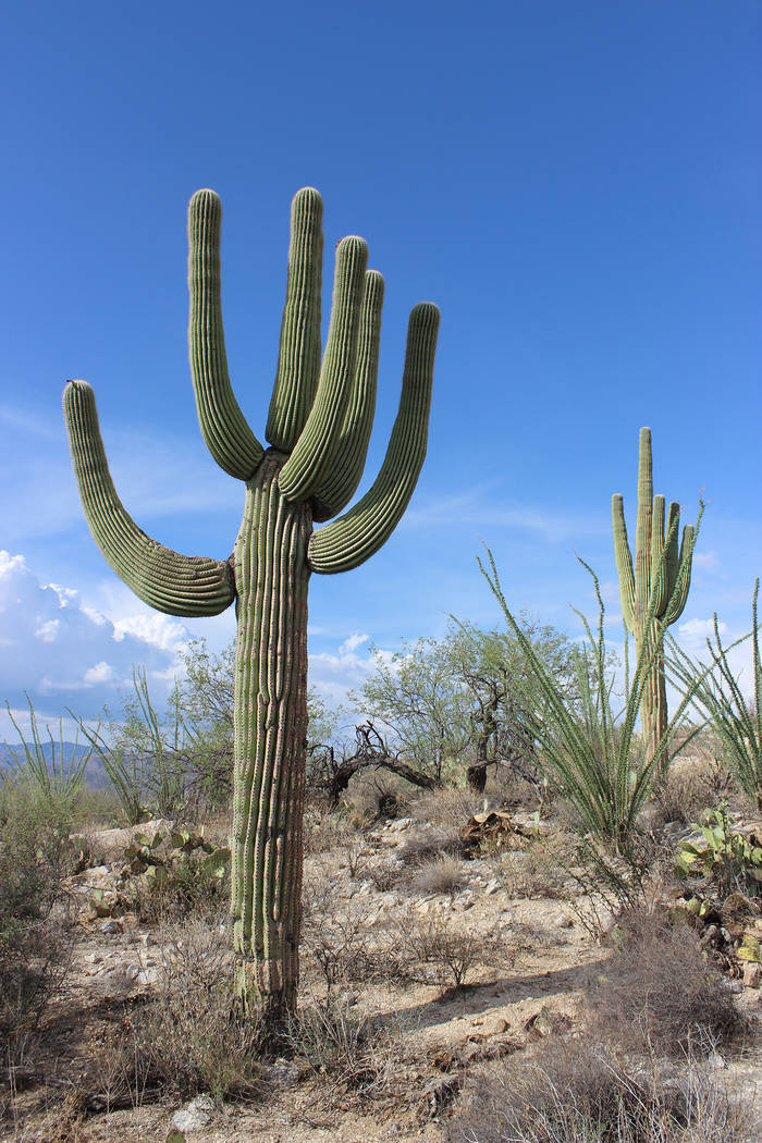 Saguaro National Park, Arizona, is home to more than 1.5 million saguaro cacti. (Deborah Wall)