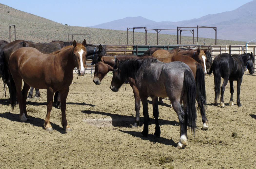 Wild horses, who have been captured from U.S. rangeland, are seen in a holding pen at the BLM's Wild Horse and Burro Center in Palomino Valley near Reno in May. (Scott Sonner/AP)