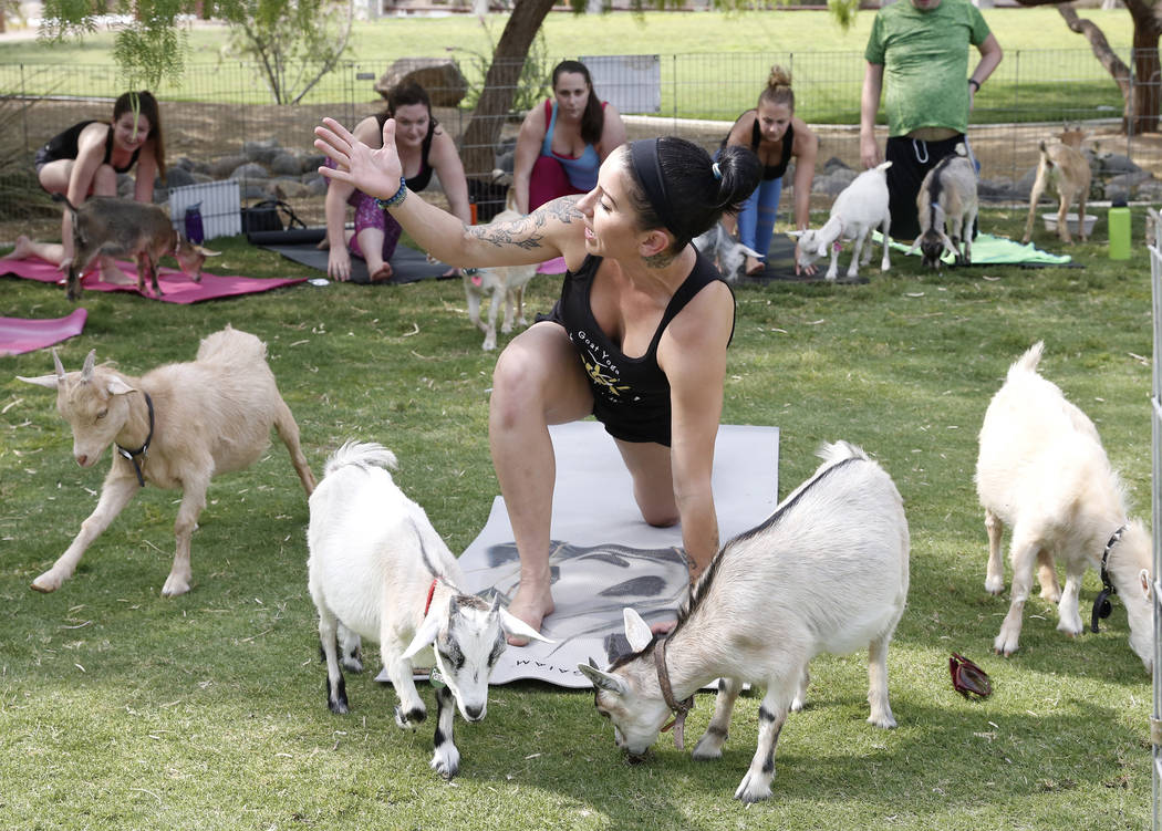 Nicki Taylor teaches a goat yoga class at Western Trails Neighborhood Park in Las Vegas on Saturday, July 8, 2017. Bizuayehu Tesfaye/Las Vegas Review-Journal @bizutesfaye
