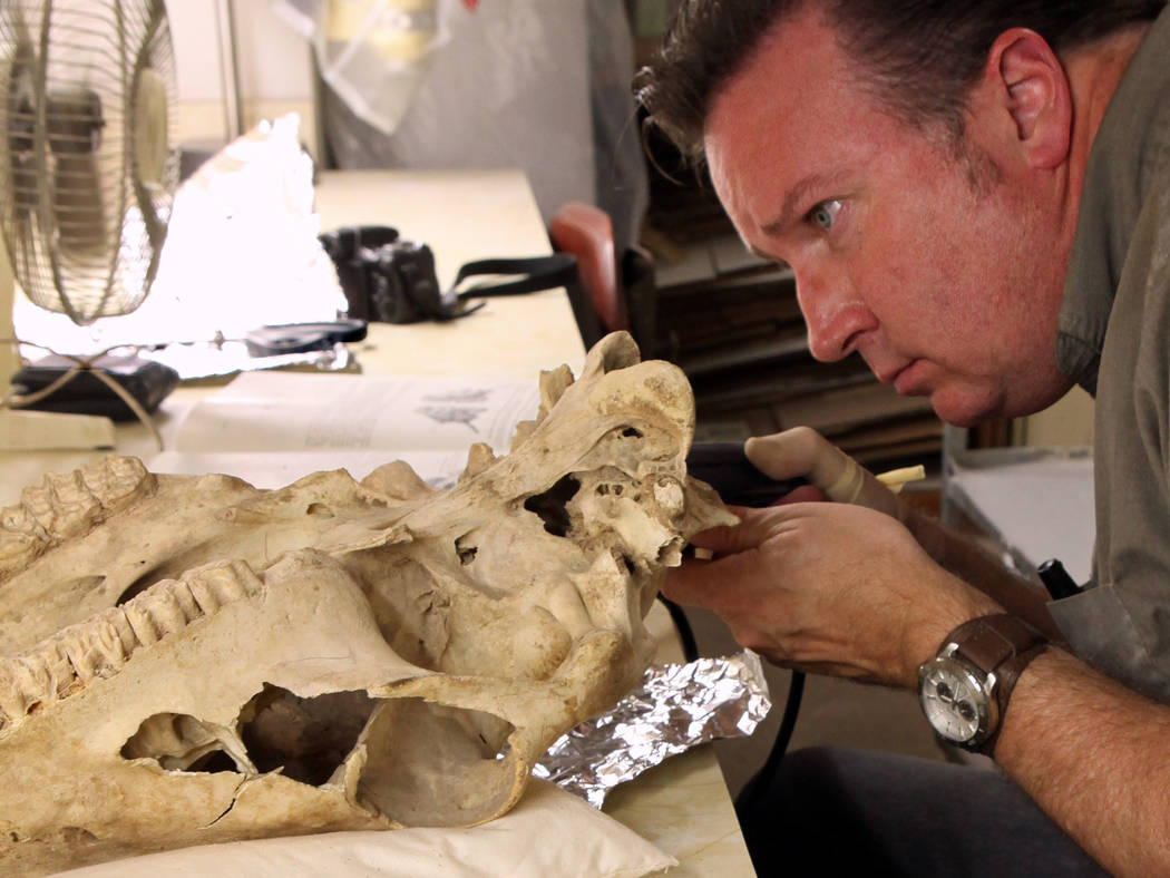 Researcher Eric Scott examines the skull of an extinct ice age horse that was discovered in Gypsum Cave east of Las Vegas in the early 1930s. (Vanessa R. Rhue/Natural History Museum of Los Angeles ...