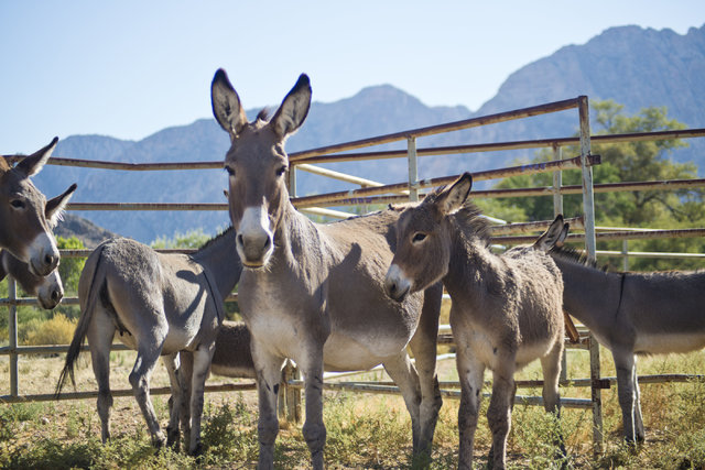 Captured wild burros are kept at Oliver Ranch near Red Rock Canyon National Recreation Area in Las Vegas on Monday, Aug. 8, 2016. Daniel Clark Las Vegas Review-Journal Follow @DanJClarkPhoto