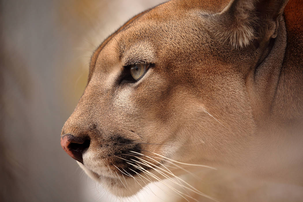 Dead Cougar Found In Mans Luggage At Las Vegas Airport Las Vegas