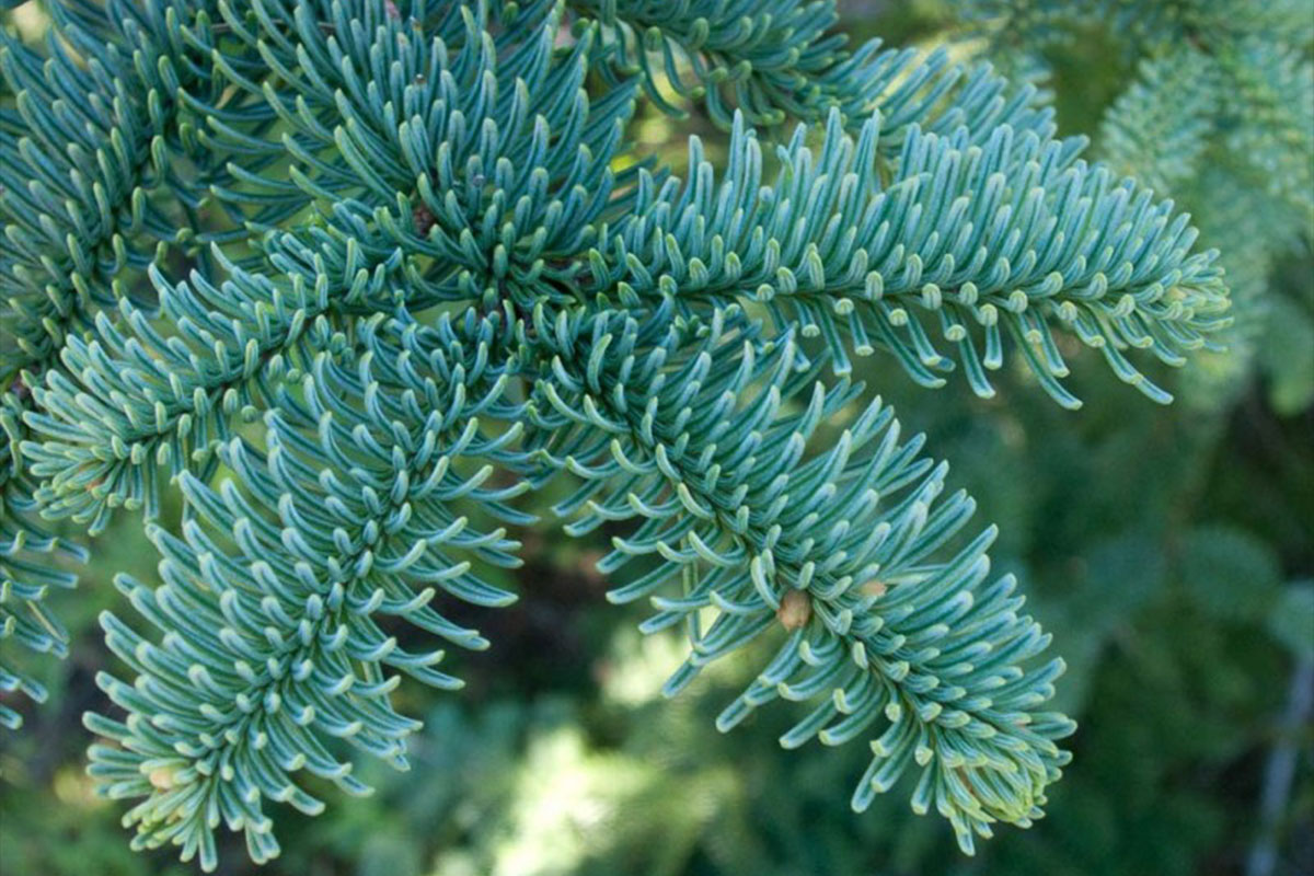 Lowes Real Christmas Trees 2021