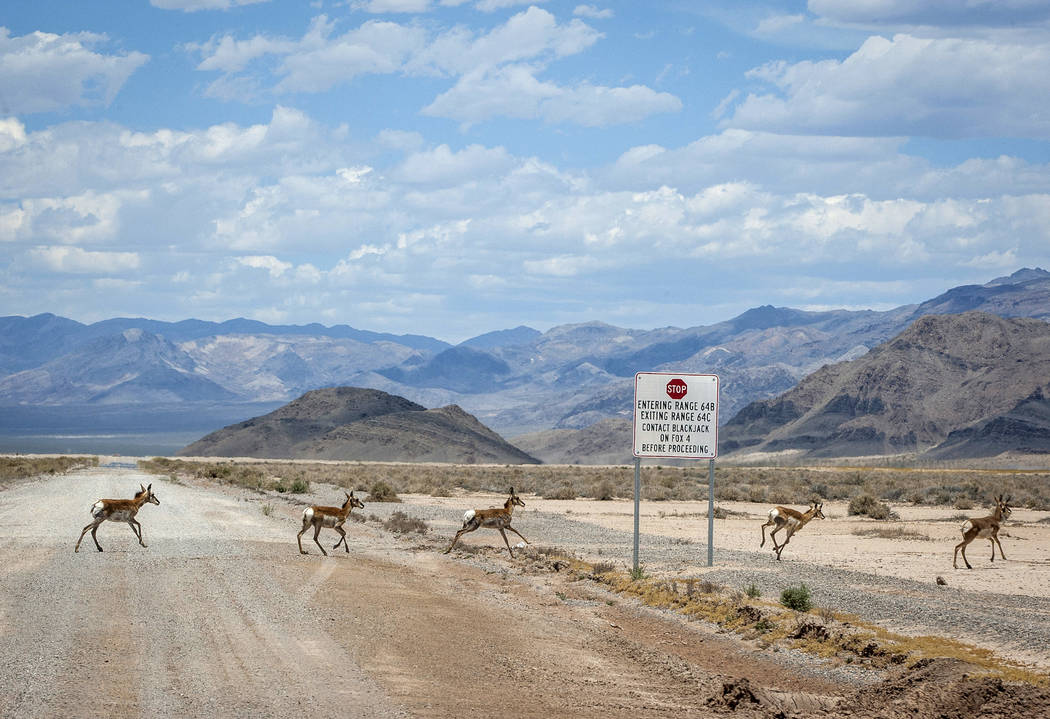 Pronghorn run across the road during a range tour on the Nellis Air Force Base on Sunday, May 21, 2017. Patrick Connolly Las Vegas Review-Journal @PConnPie