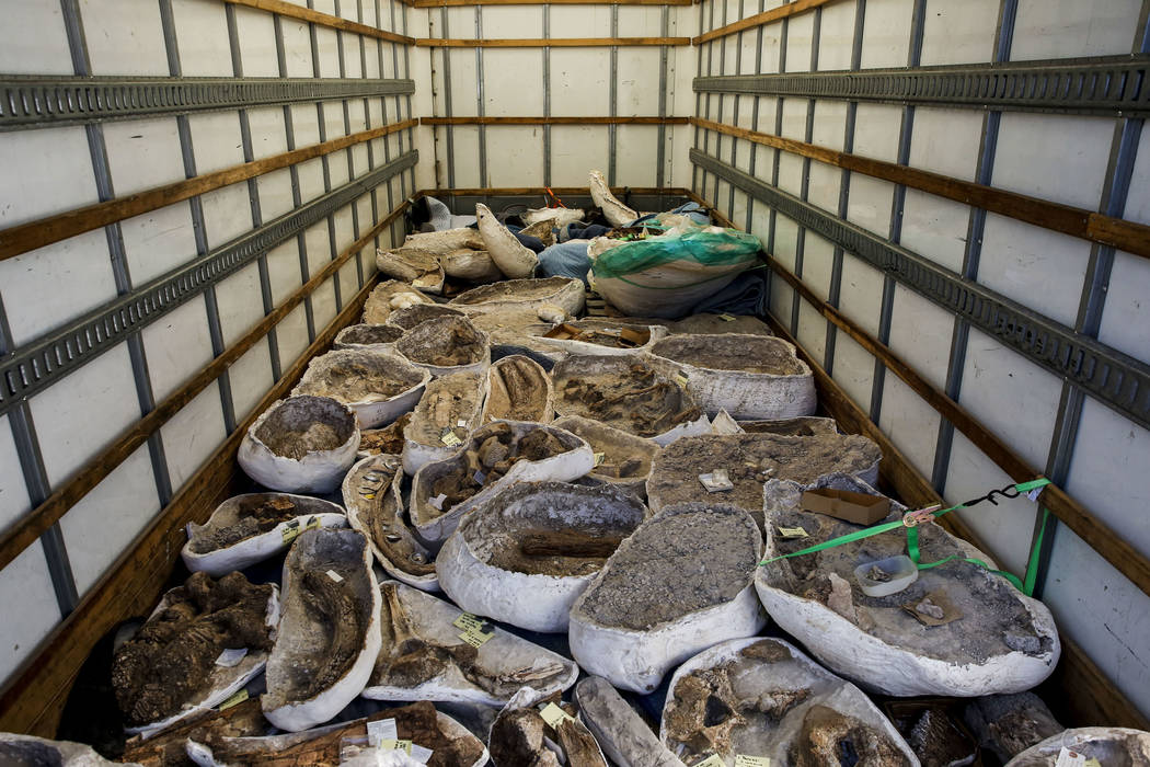 Ice age fossils, which were relocated from the San Bernardino County Museum, are left on a truck at the Las Vegas Natural History Museum in Las Vegas, Sunday, Jan. 28, 2018. The federally owned co ...