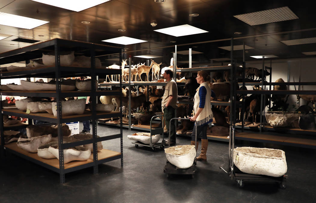 Drew Clark, 45, and Aubrey Bonde, 36, wait to store ice age fossils, which were relocated from the San Bernardino County Museum, at the Las Vegas Natural History Museum in Las Vegas, Sunday, Jan. ...