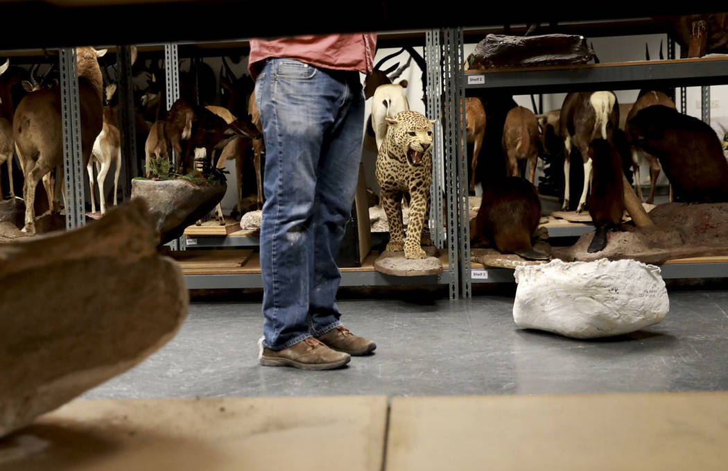 Josh Bonde, a 37-year-old paleontologist, waits to store ice age fossils, which were relocated from the San Bernardino County Museum, at the Las Vegas Natural History Museum in Las Vegas, Sunday,  ...