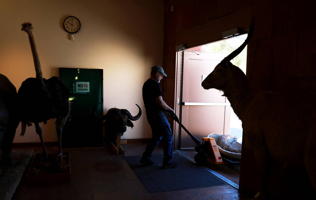 Exhibit Technician Glenn Orsburn helps unload ice age fossils, which were relocated from the San Bernardino County Museum, at the Las Vegas Natural History Museum in Las Vegas, Sunday, Jan. 28, 20 ...