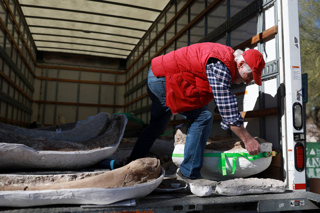 Geology Professor Steve Rowland helps unload ice age fossils, which were relocated from the San Bernardino County Museum, at the Las Vegas Natural History Museum in Las Vegas, Sunday, Jan. 28, 201 ...