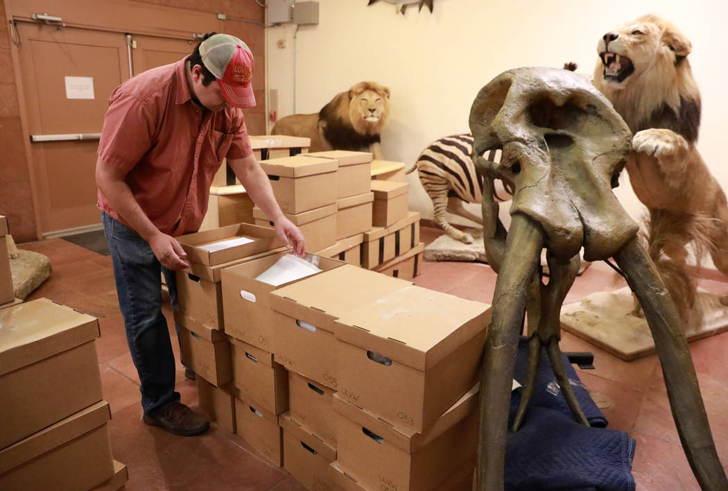 Josh Bonde, a 37-year-old paleontologist, looks through a box of ice age fossils, which were relocated from the San Bernardino County Museum, at the Las Vegas Natural History Museum in Las Vegas,  ...