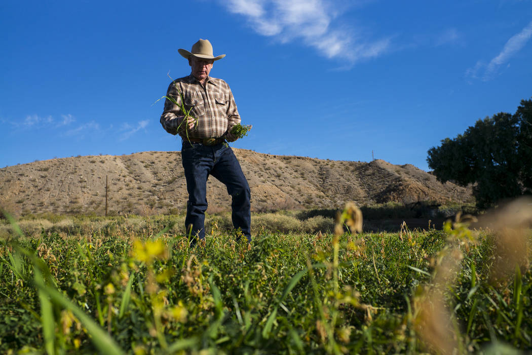 Cliven Bundy takes a look at alfalfa and ryegrass growing at Bundy Ranch in Bunkerville on Thursday, Jan. 11, 2018. Bundy was released from federal custody after charges against him were dismissed ...