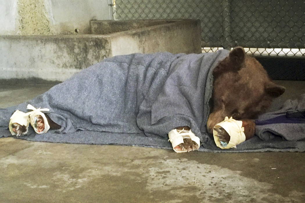 A bear, injured in a wildfire, rests with its badly burned paws wrapped in fish skin - tilapia - and covered in corn husks during treatment at the University of California, Davis Veterinary Medica ...
