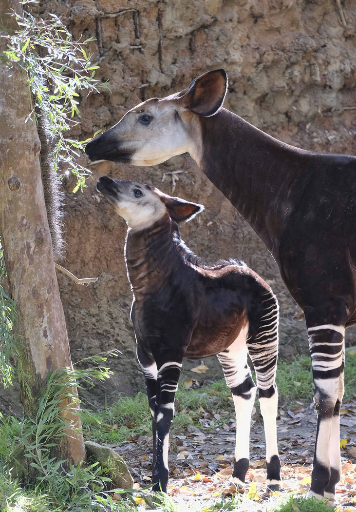 Baby okapi goes on display at Los Angeles Zoo Nation and World News