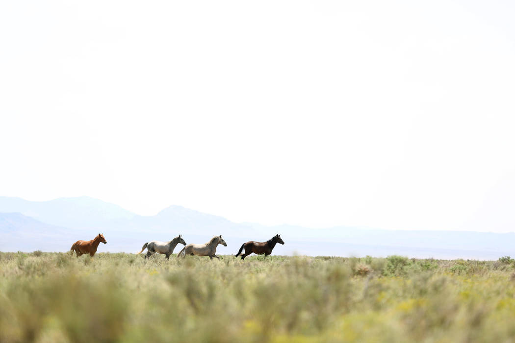 Wild horses run on the Great Basin Ranch in Dry Lake Valley, Monday, Aug. 7, 2017. (Elizabeth Brumley Las Vegas Review-Journal)