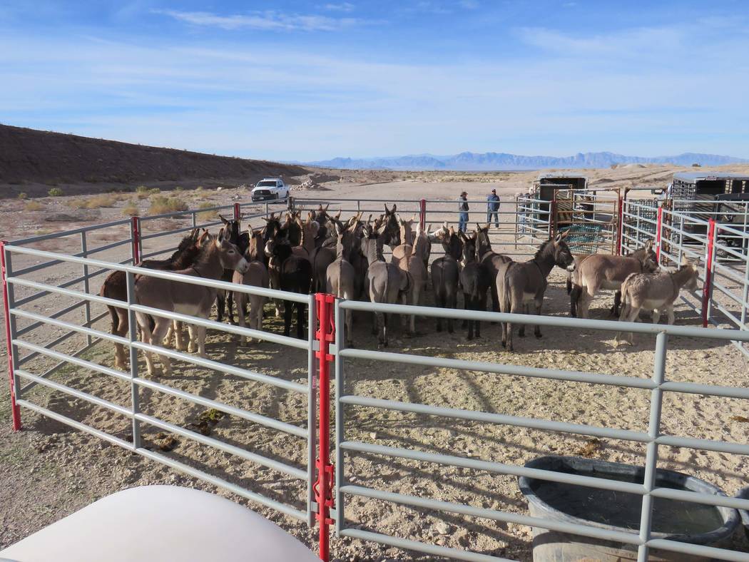 Wild burros stand in a corral at the north end of Pahrump on Dec. 22 after being trapped during a roundup by the Bureau of Land Management. Tabitha Romero Bureau of Land Management