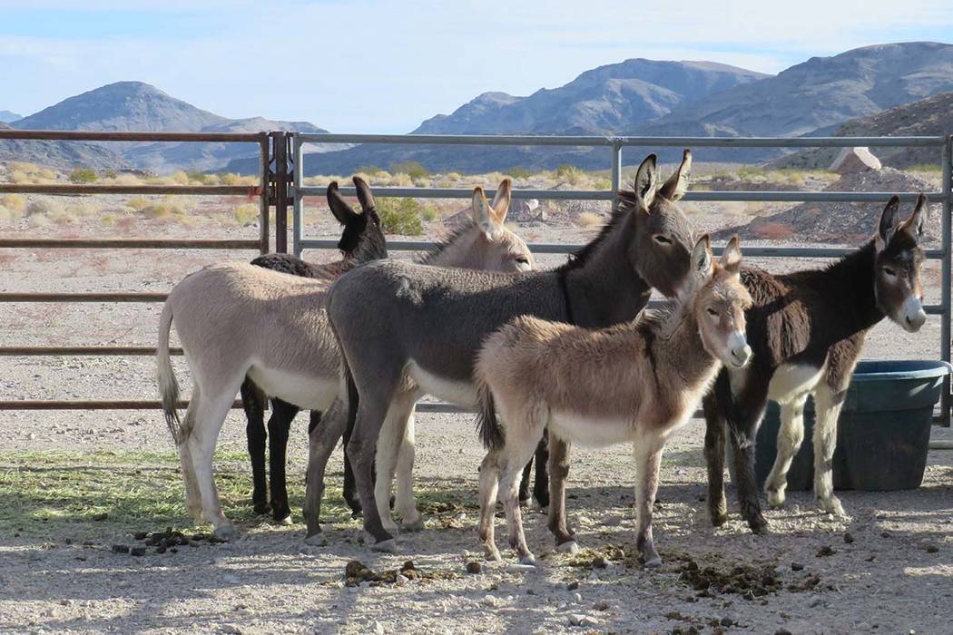 Wild burros stand in a corral at the north end of Pahrump on Dec. 22 after being trapped during a roundup by the Bureau of Land Management. Tabitha Romero Bureau of Land Management