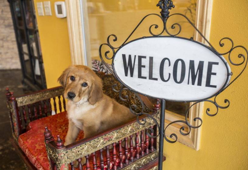 Las Vegas Valley pet hotels provide luxury petsitting — VIDEO Las