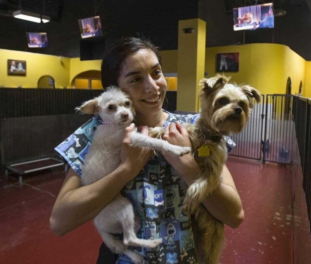 Kennel attendant Idaly Perez holds Lamb Chop, left, and Allie at Las Vegas Pet Resort on Tuesday, January 9, 2018, in Las Vegas. Benjamin Hager Las Vegas Review-Journal @benjaminhphoto