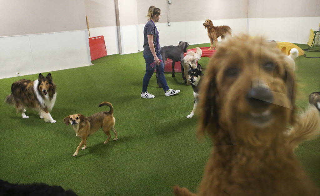 Luxury Dog Boarding Facility in Las Vegas Nevada