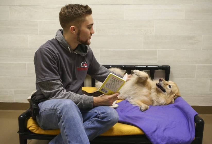 Las Vegas Valley pet hotels provide luxury petsitting — VIDEO Las
