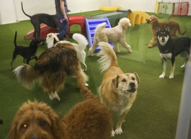 Las Vegas Valley pet hotels provide luxury petsitting — VIDEO Las