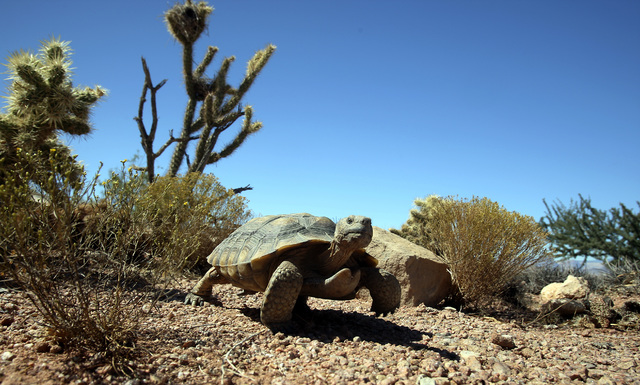 Mojave Max roams the Desert Tortoise Conservation Center in Las Vegas in this 2009 photo. (Review-Journal File Photo)