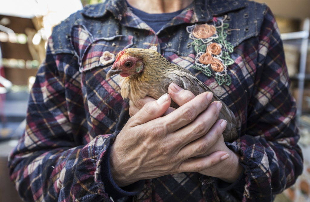 Las Vegas Farm is a familyfriendly sanctuary for animals Las Vegas