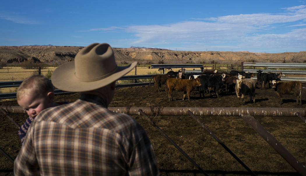 Cliven Bundy checks on cattle with his grandson LaVoy at Bundy Ranch in Bunkerville on Thursday, Jan. 11, 2018. Bundy was released from federal custody after charges against him were dismissed in  ...